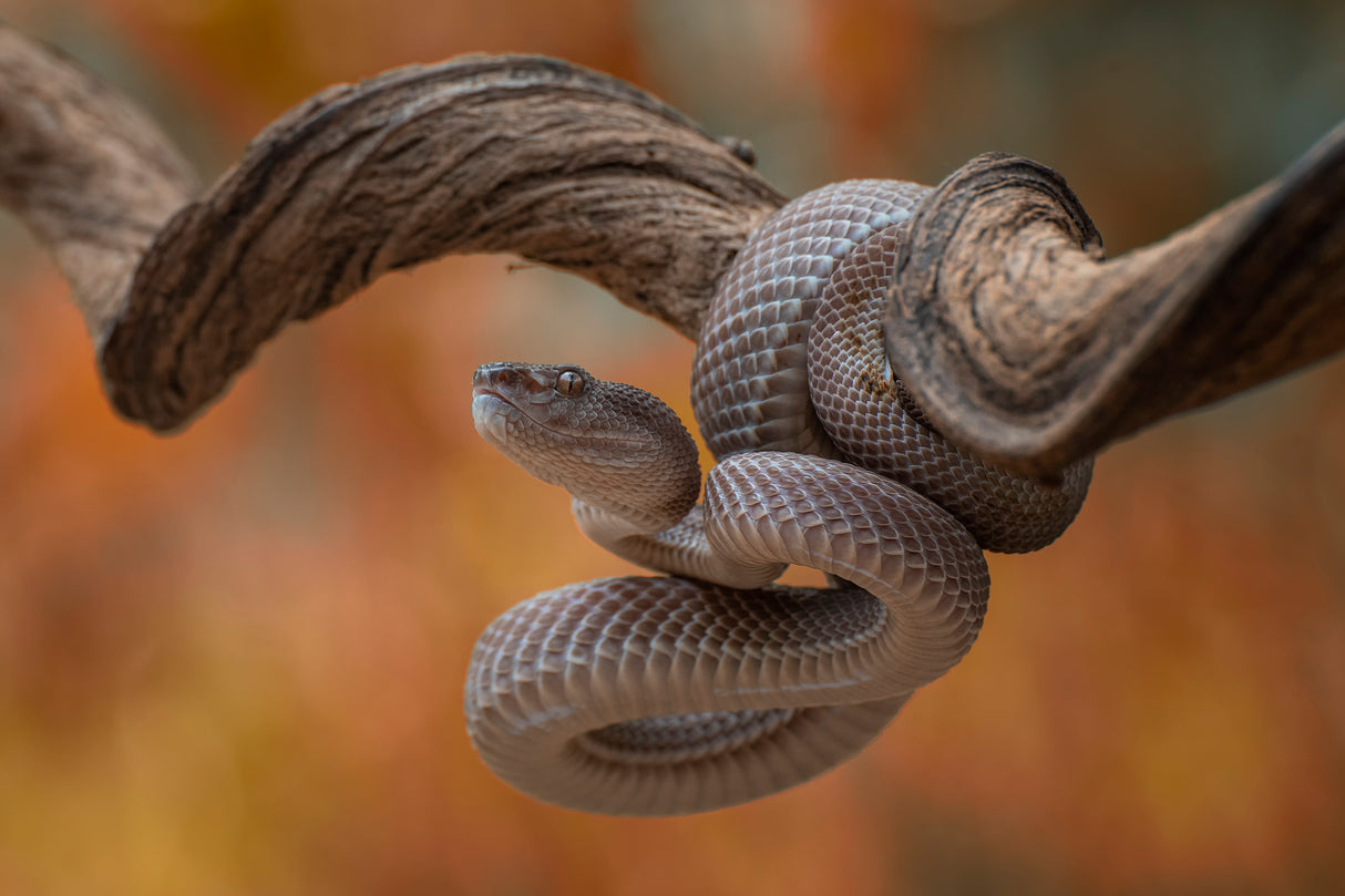 Mangrove pit viper Poster och Canvastavla