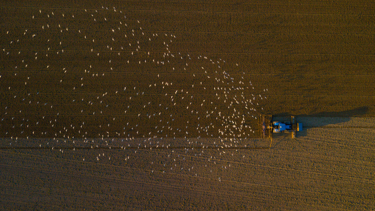 Hungry birds following tractor Poster och Canvastavla