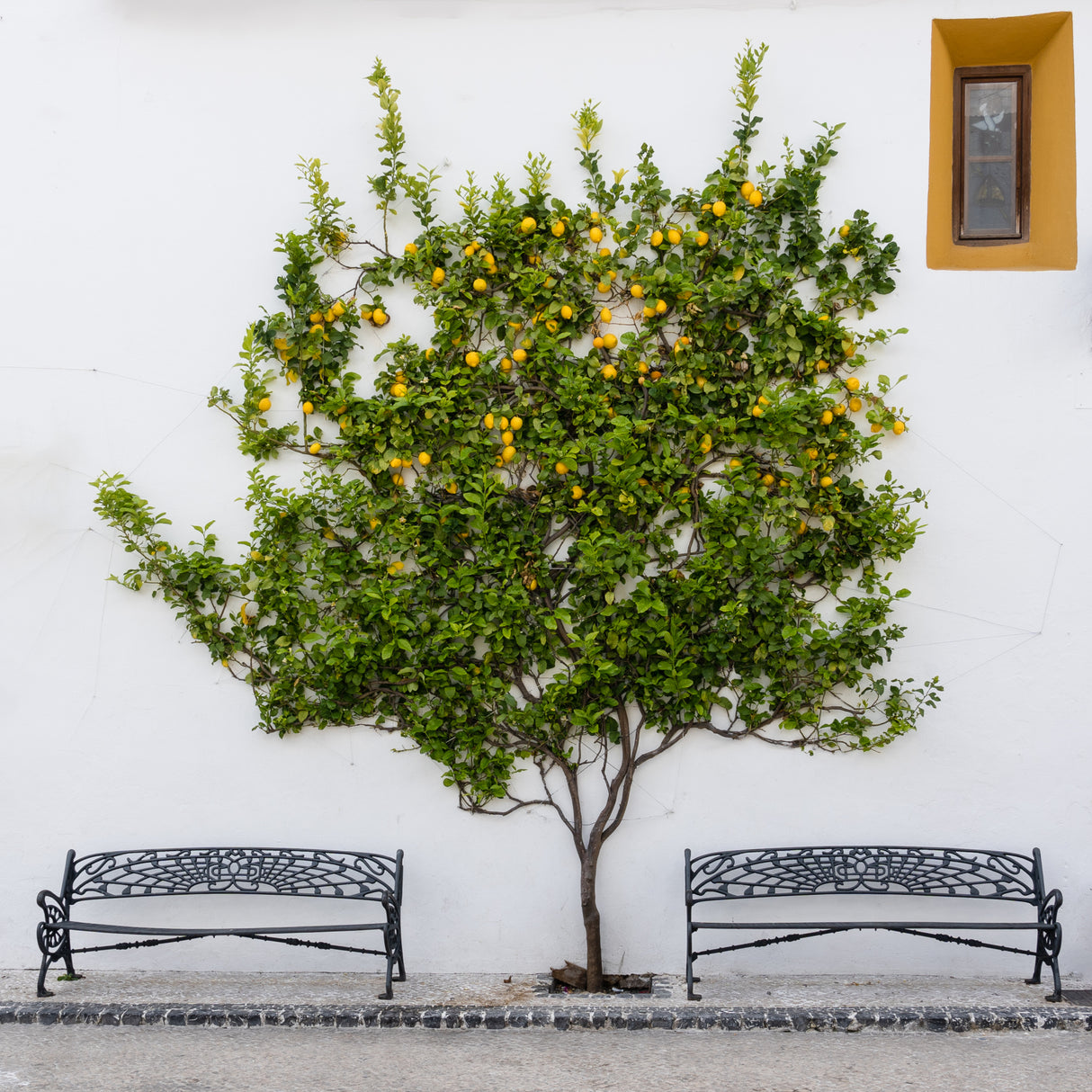 Orange Tree Poster och Canvastavla