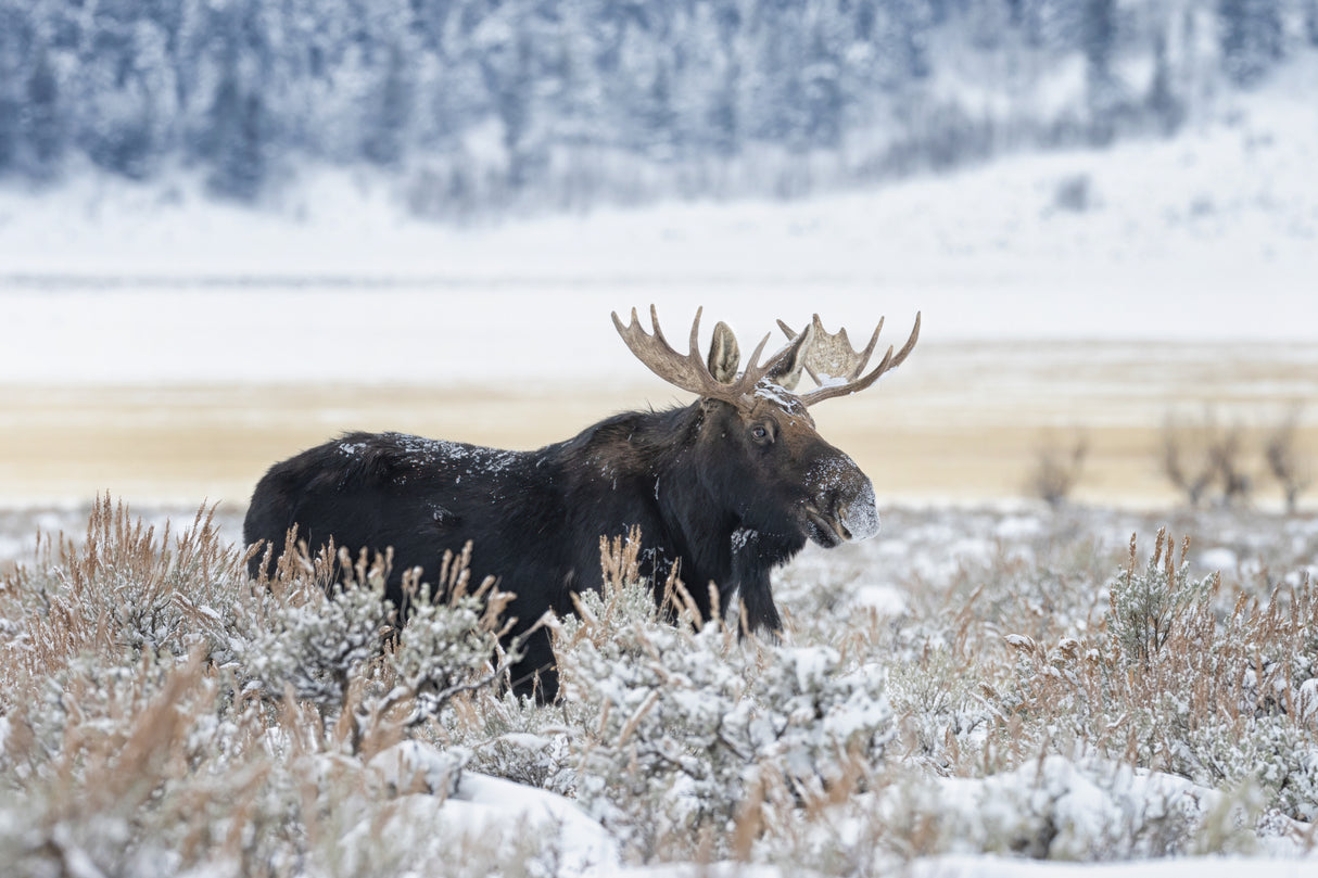 Moose Poster och Canvastavla