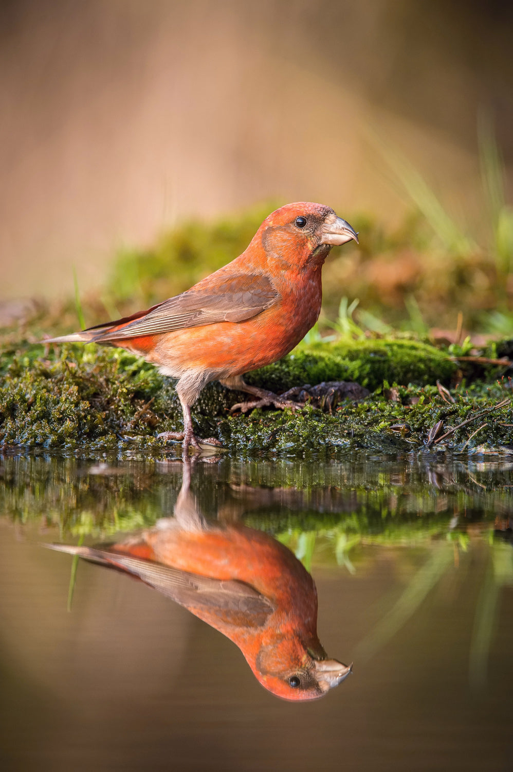 The Red Crossbill, Loxia curvirostra Poster och Canvastavla