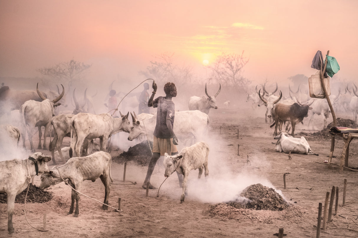 Cattle camp at sunset Poster och Canvastavla
