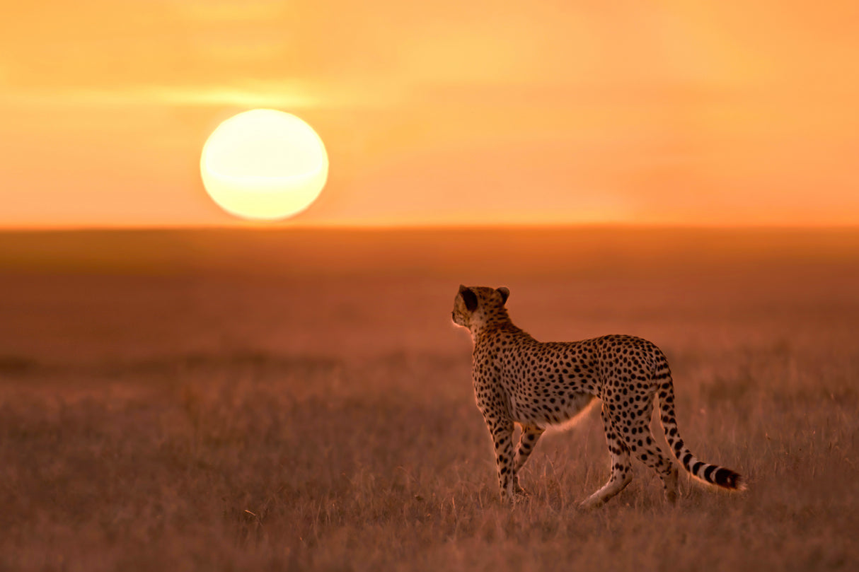New day in Mara Plains Poster och Canvastavla