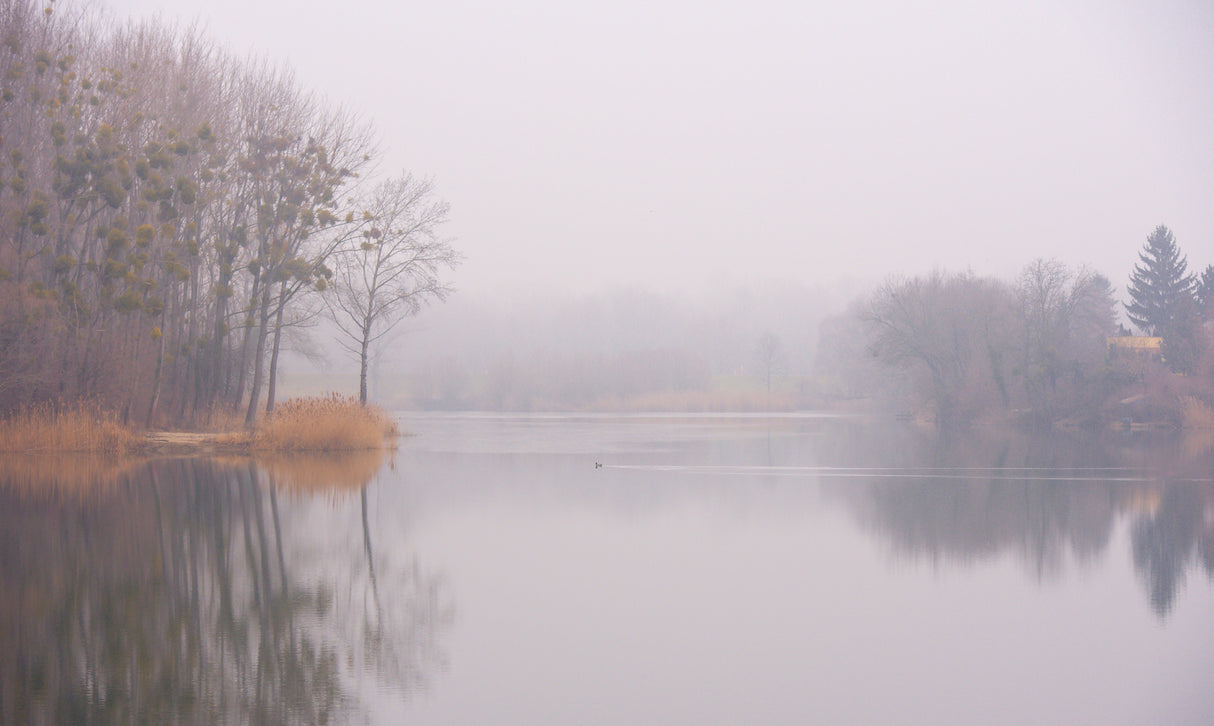 Misty morning Poster och Canvastavla