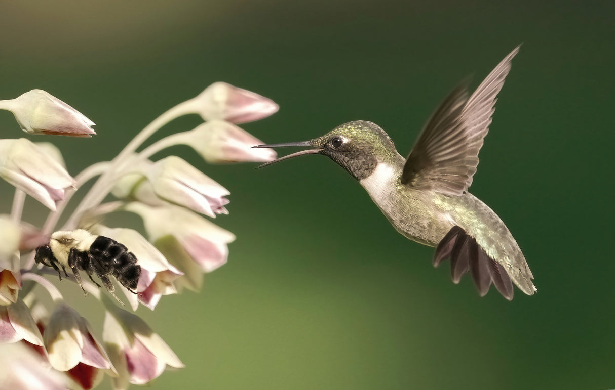 hummingbird in action Poster och Canvastavla