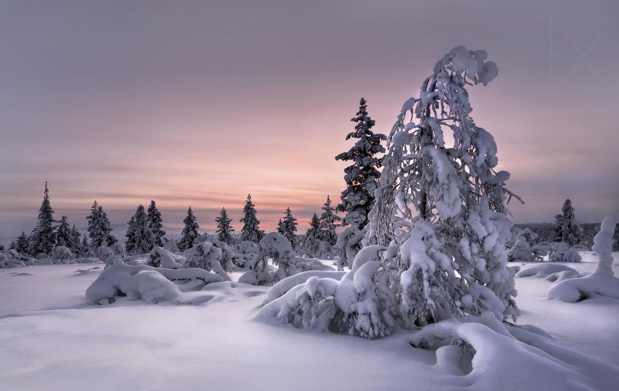 Lappland - winterwonderland Poster och Canvastavla