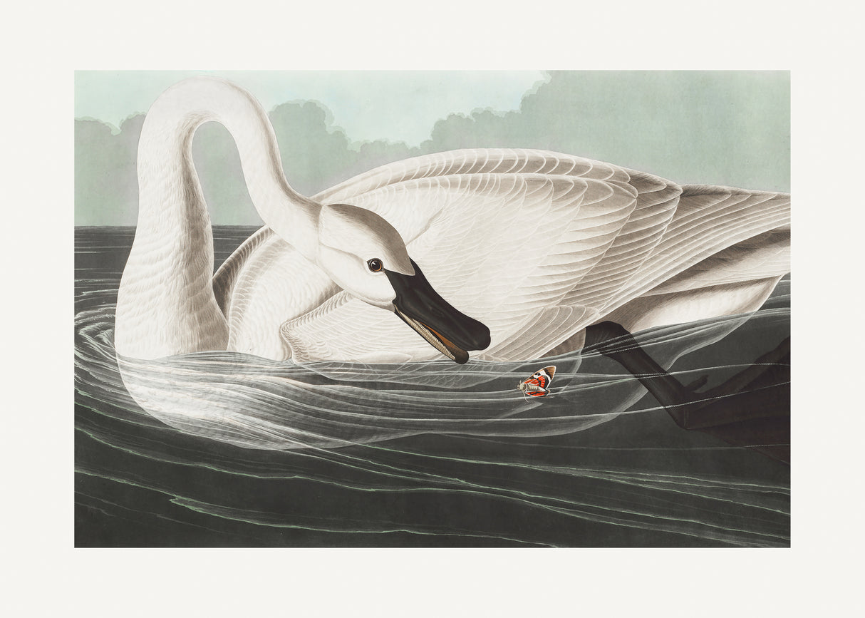 Trumpeter Swan From Birds of America (1827) Poster och Canvastavla