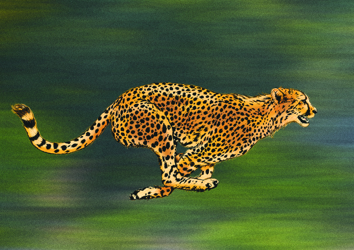 Cheetah Full Sprint Poster och Canvastavla