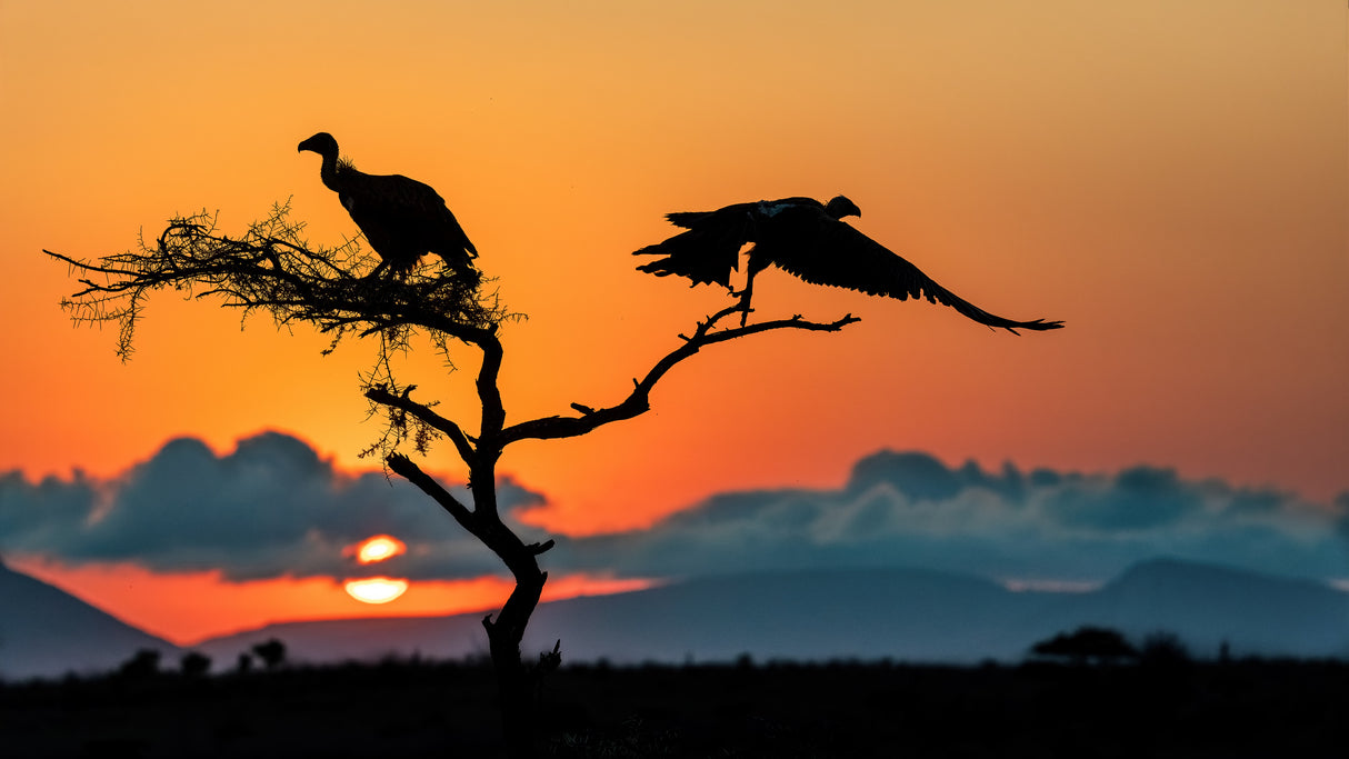 Sunrise & Scavengers Poster och Canvastavla