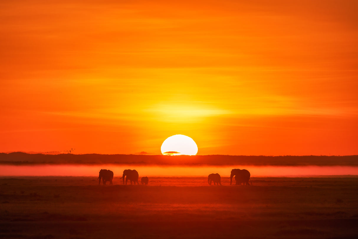 Africa Impression Poster och Canvastavla
