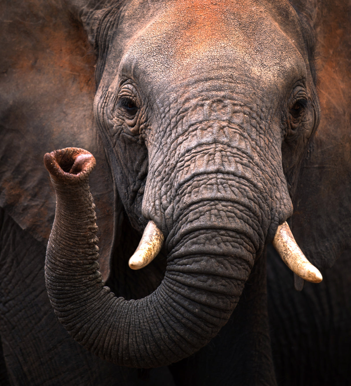 Elephant Poster och Canvastavla