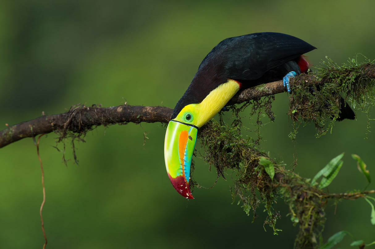 The colors of Costa Rica Poster och Canvastavla