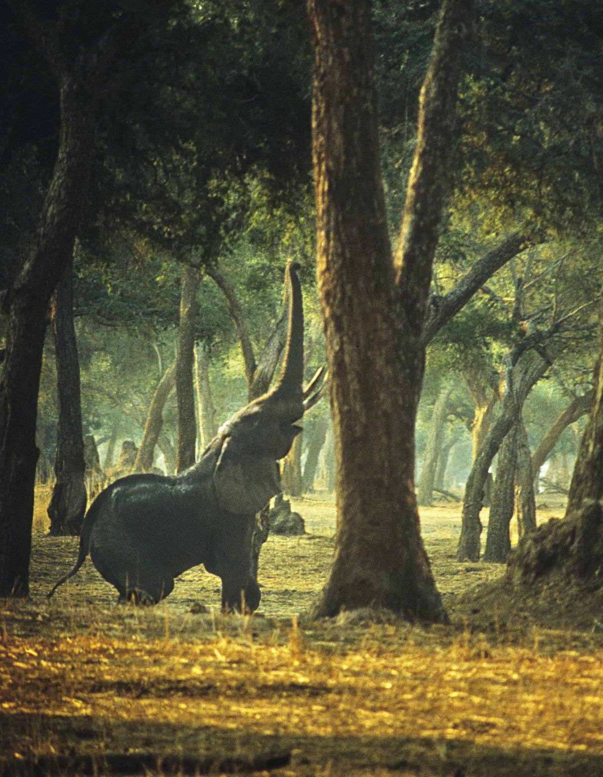 Elephant Yoga Poster och Canvastavla