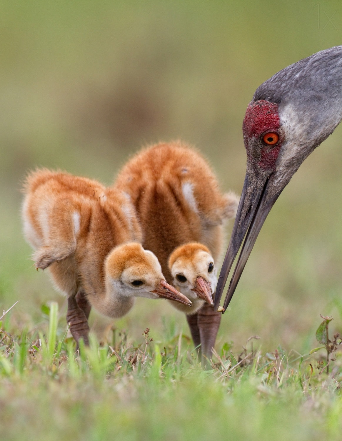 Sandhill Crane with Chicks Poster och Canvastavla