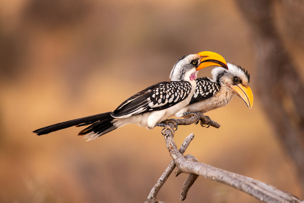 Southern Yellow-billed Hornbill Poster och Canvastavla