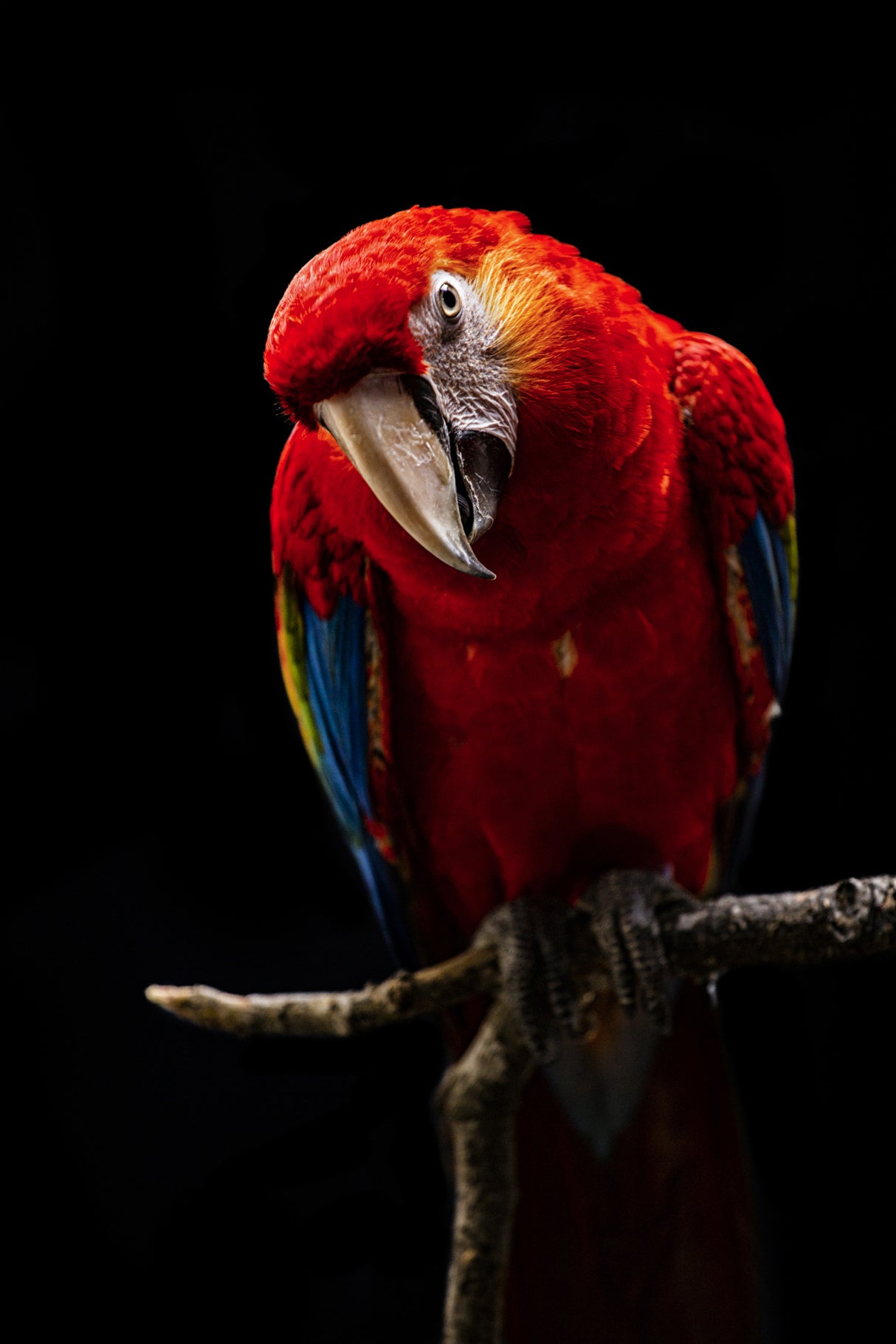 Portrait of Scarlet Macaw Poster och Canvastavla