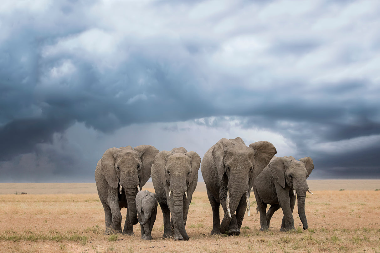 Elephant Walk Poster och Canvastavla