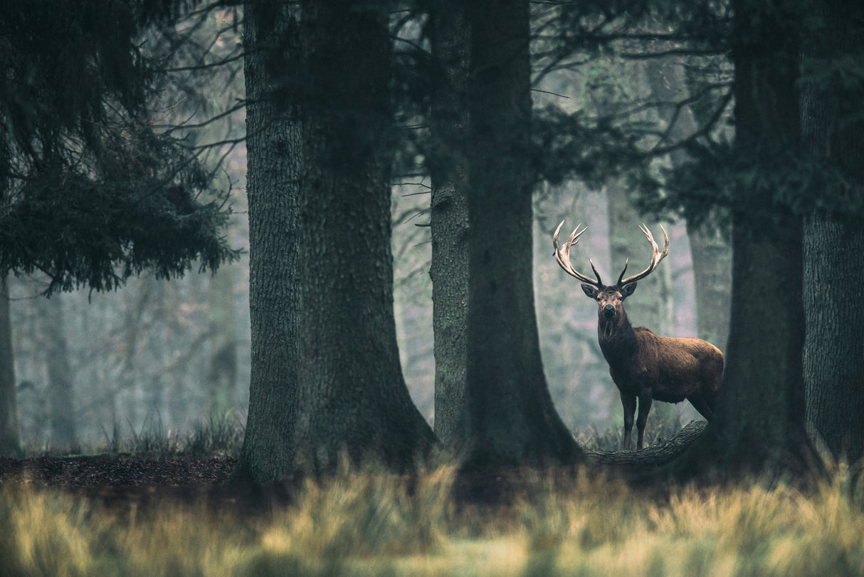 King of the forest Poster och Canvastavla