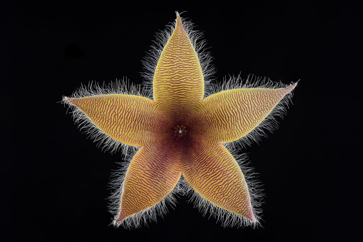 Stapelia grandiflora Poster och Canvastavla