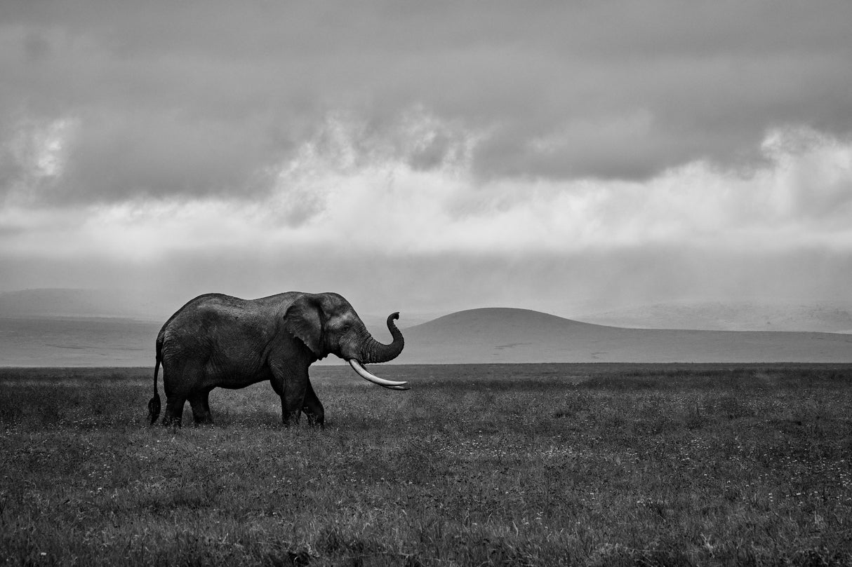 Elephant Poster och Canvastavla