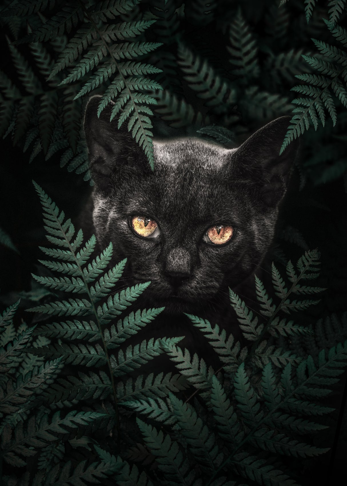 Black Cat In Ferns Poster och Canvastavla