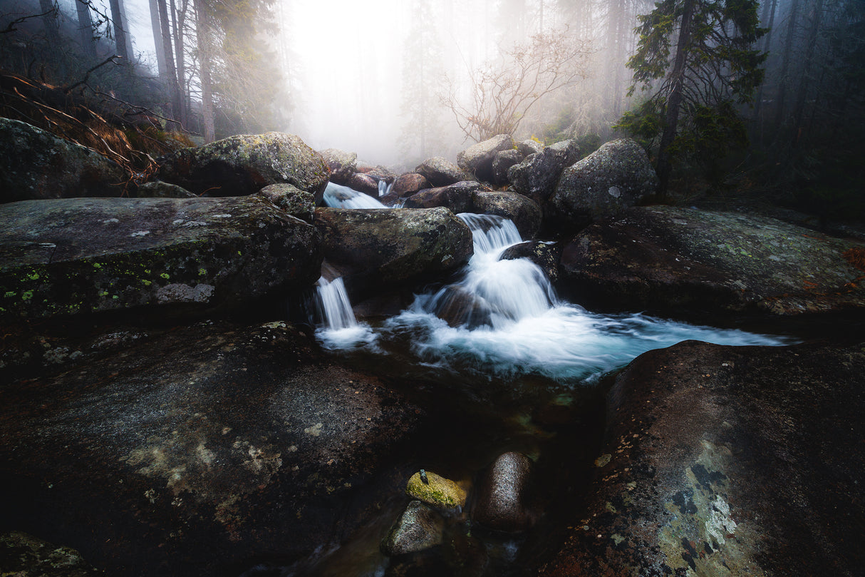 Forest stream - High Tatras Poster och Canvastavla