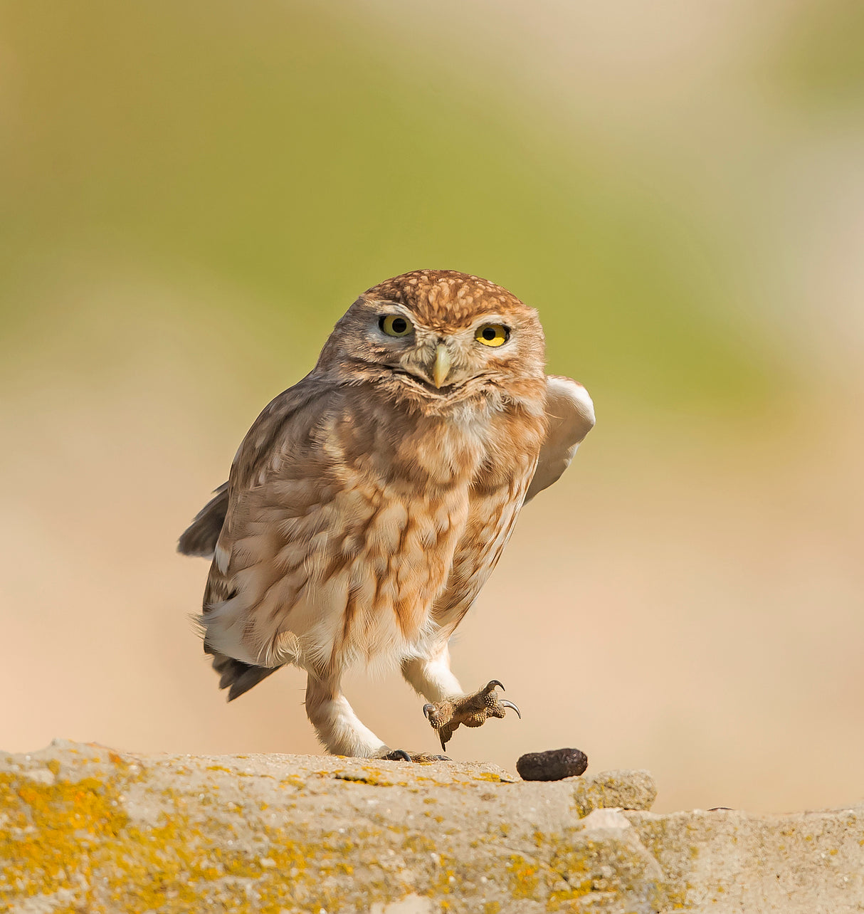 Little Owl with a pellet. Poster och Canvastavla