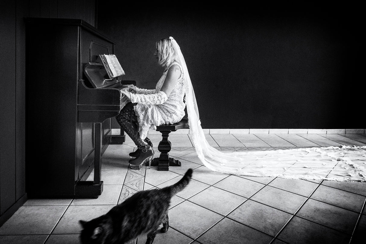 The cat Poster och Canvastavla