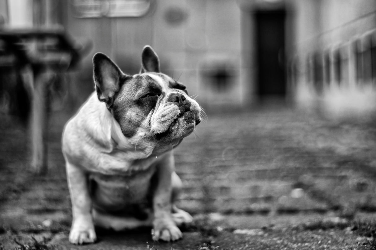 DOG Poster och Canvastavla