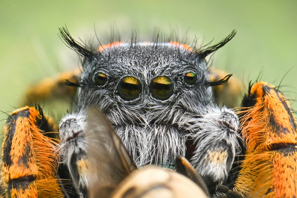 Extreem jumping spider Poster och Canvastavla