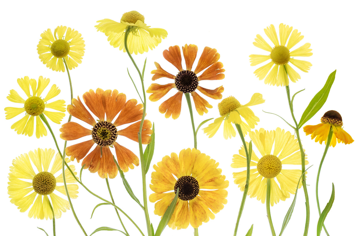Helenium Poster och Canvastavla
