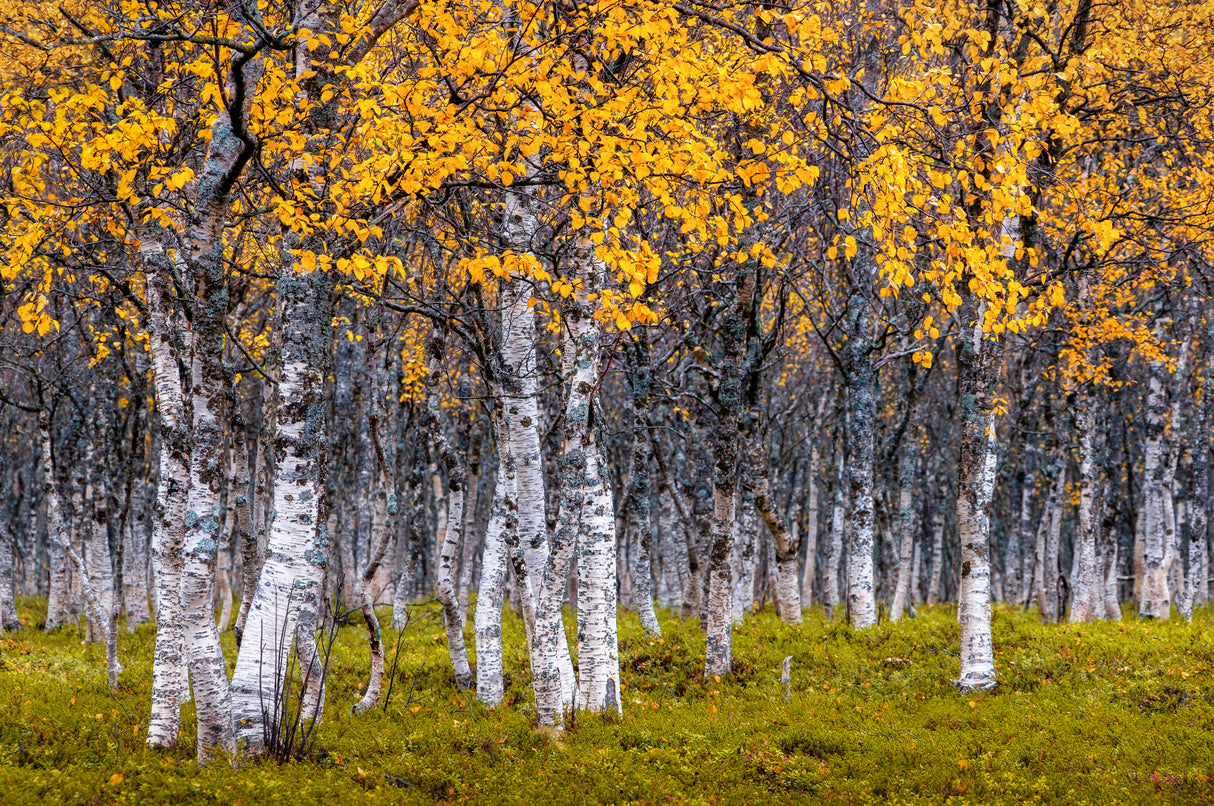 Autumn Poster och Canvastavla