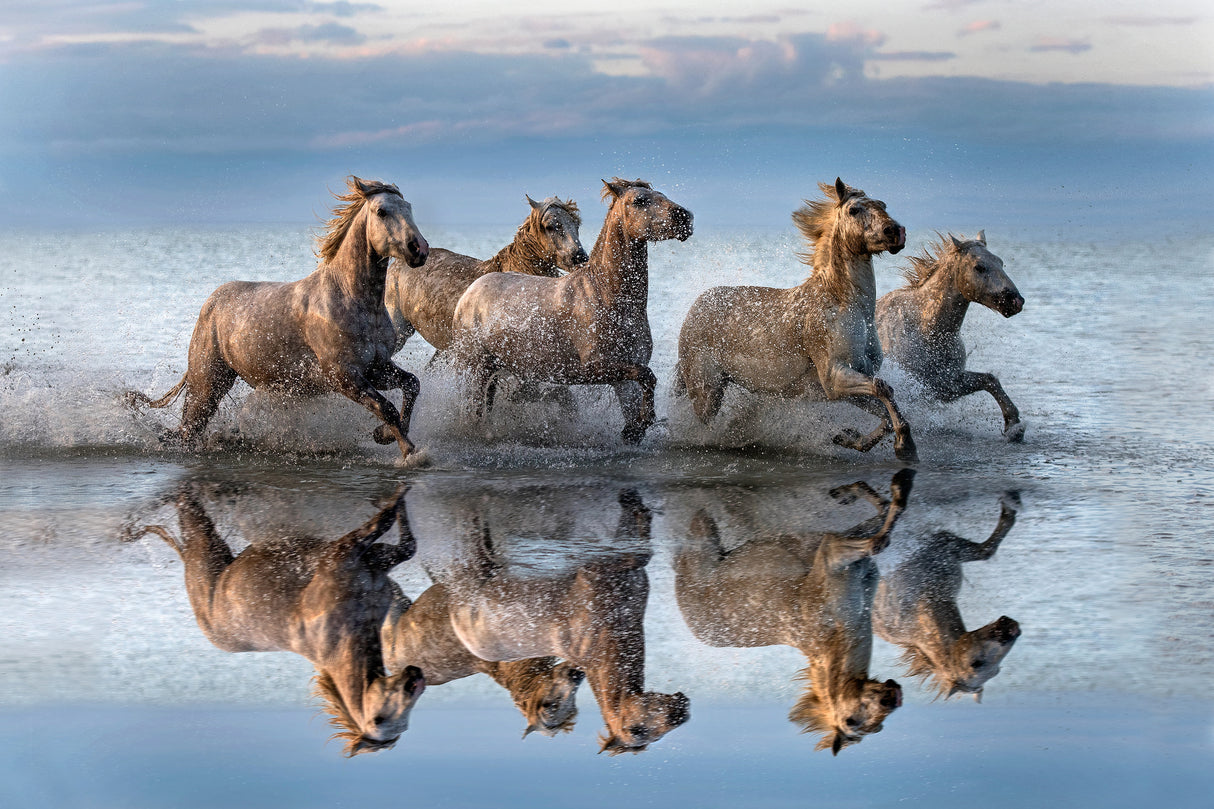 Horses and reflection Poster och Canvastavla
