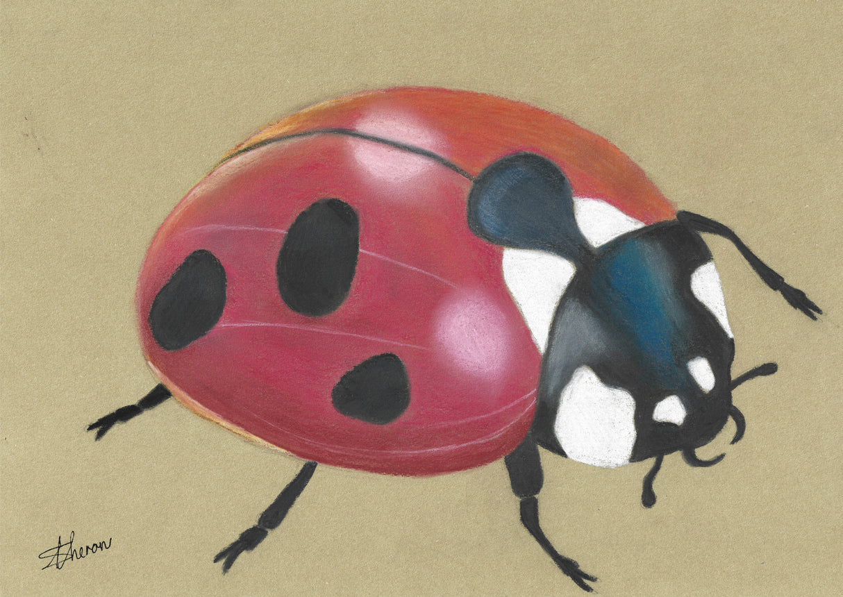 Lady Bird Poster och Canvastavla