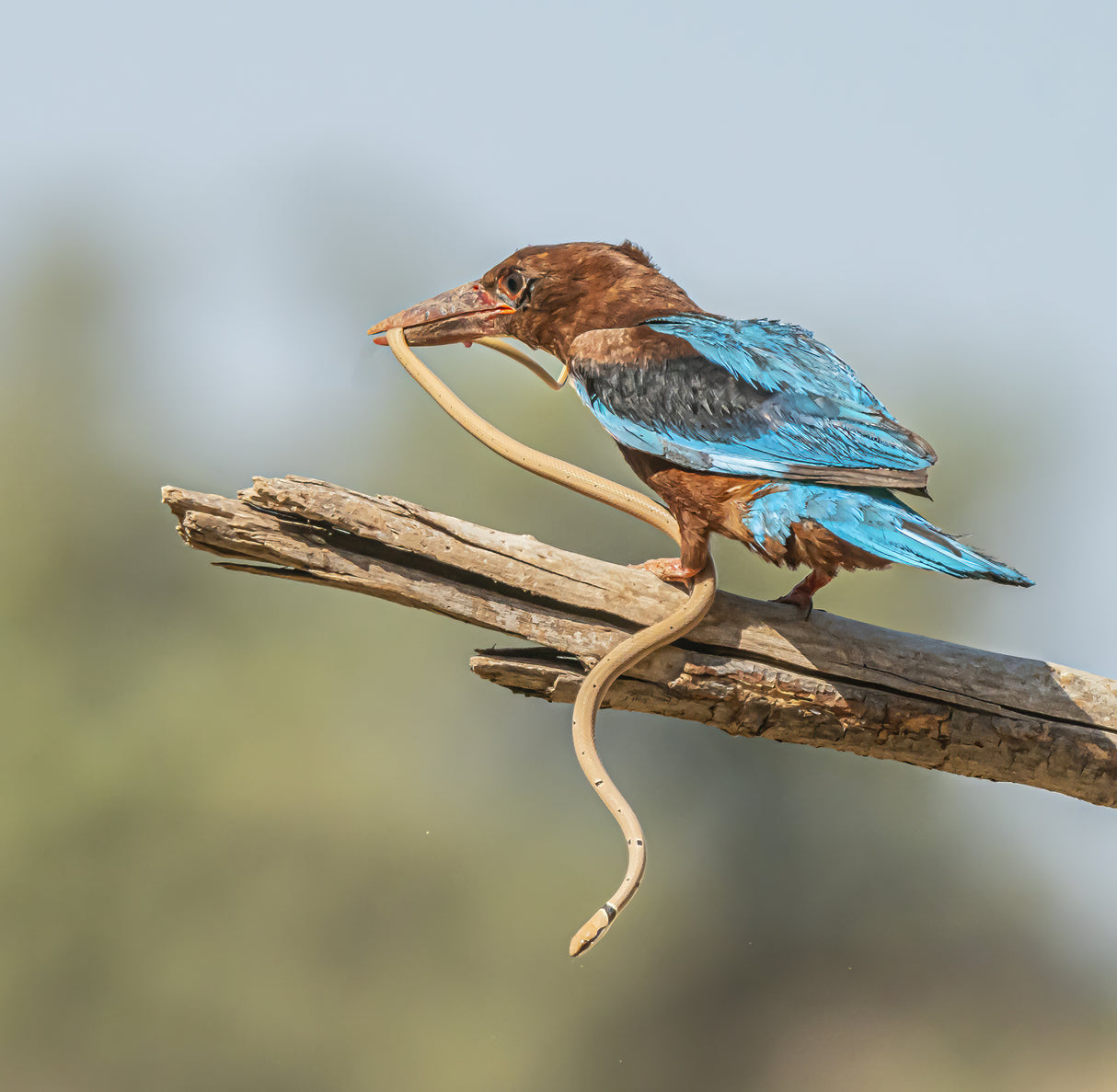 Kingfisher Poster och Canvastavla