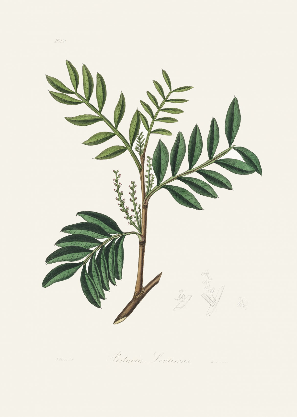 Lentisk (pistacia Lenitiscus) Medical Botany Poster och Canvastavla