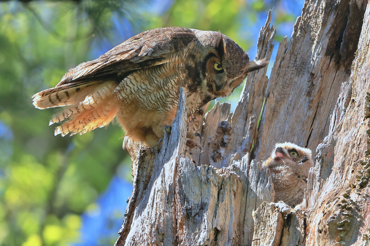 Great Horned Owl Poster och Canvastavla