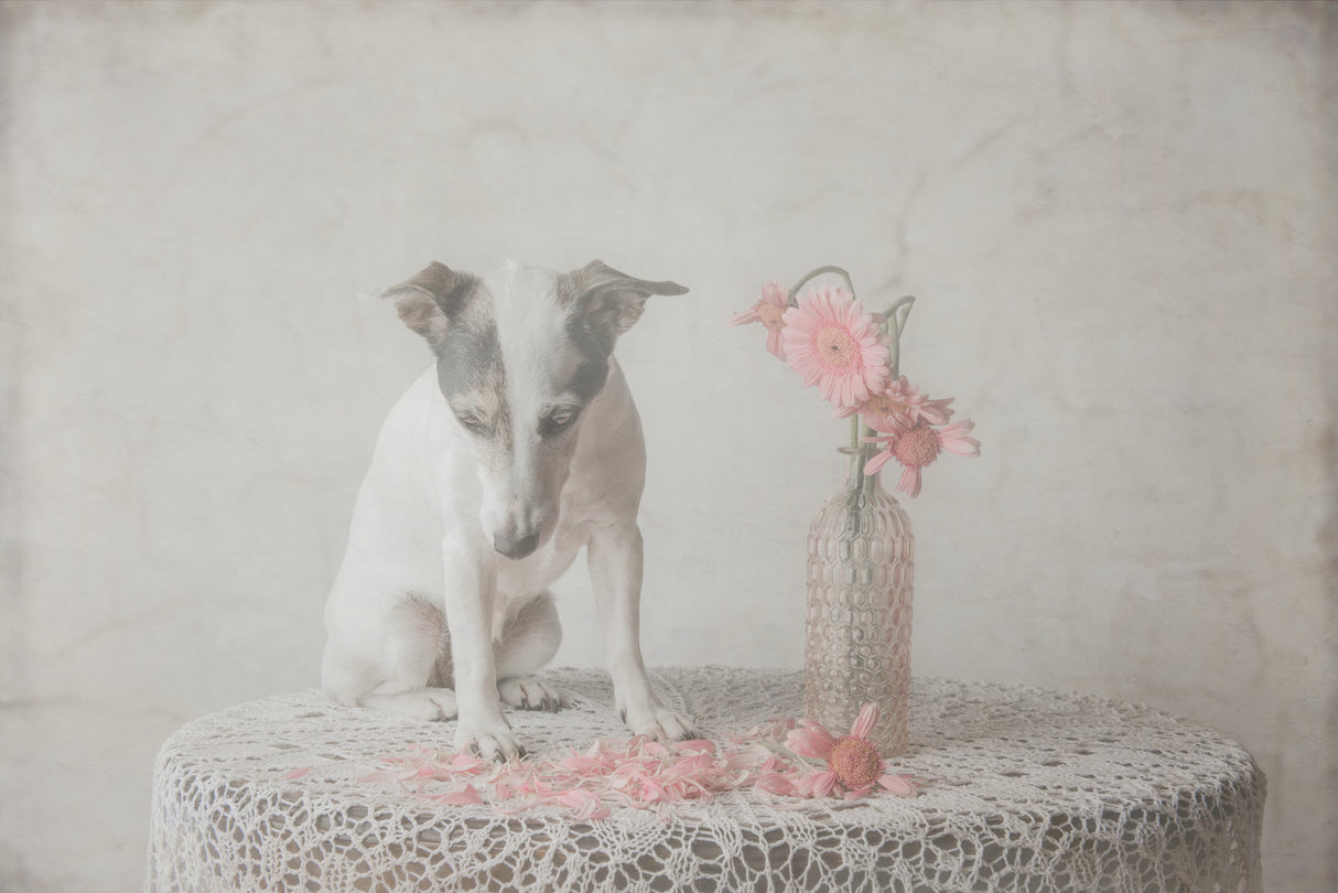 He loves me....he loves me not.... Poster och Canvastavla