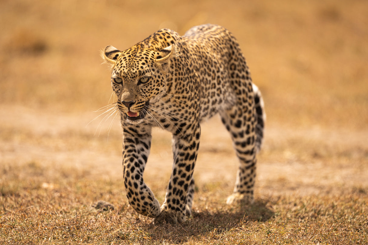 Cheetah on the prowl Poster och Canvastavla