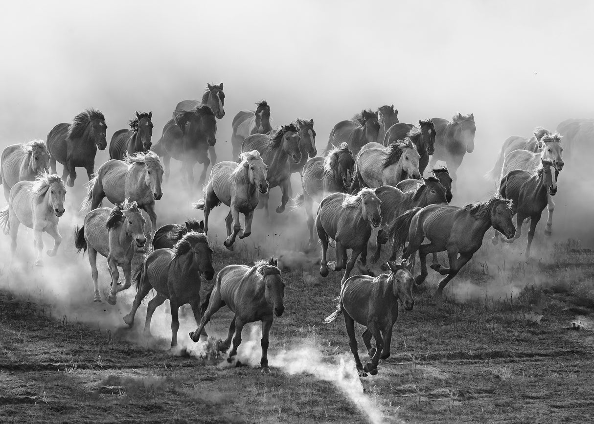 Galloping Poster och Canvastavla