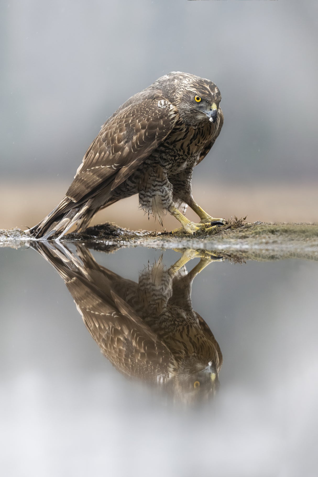 Goshawk Poster och Canvastavla