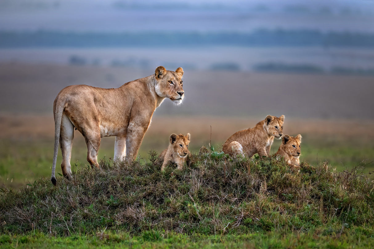 Lioness with cubs Poster och Canvastavla