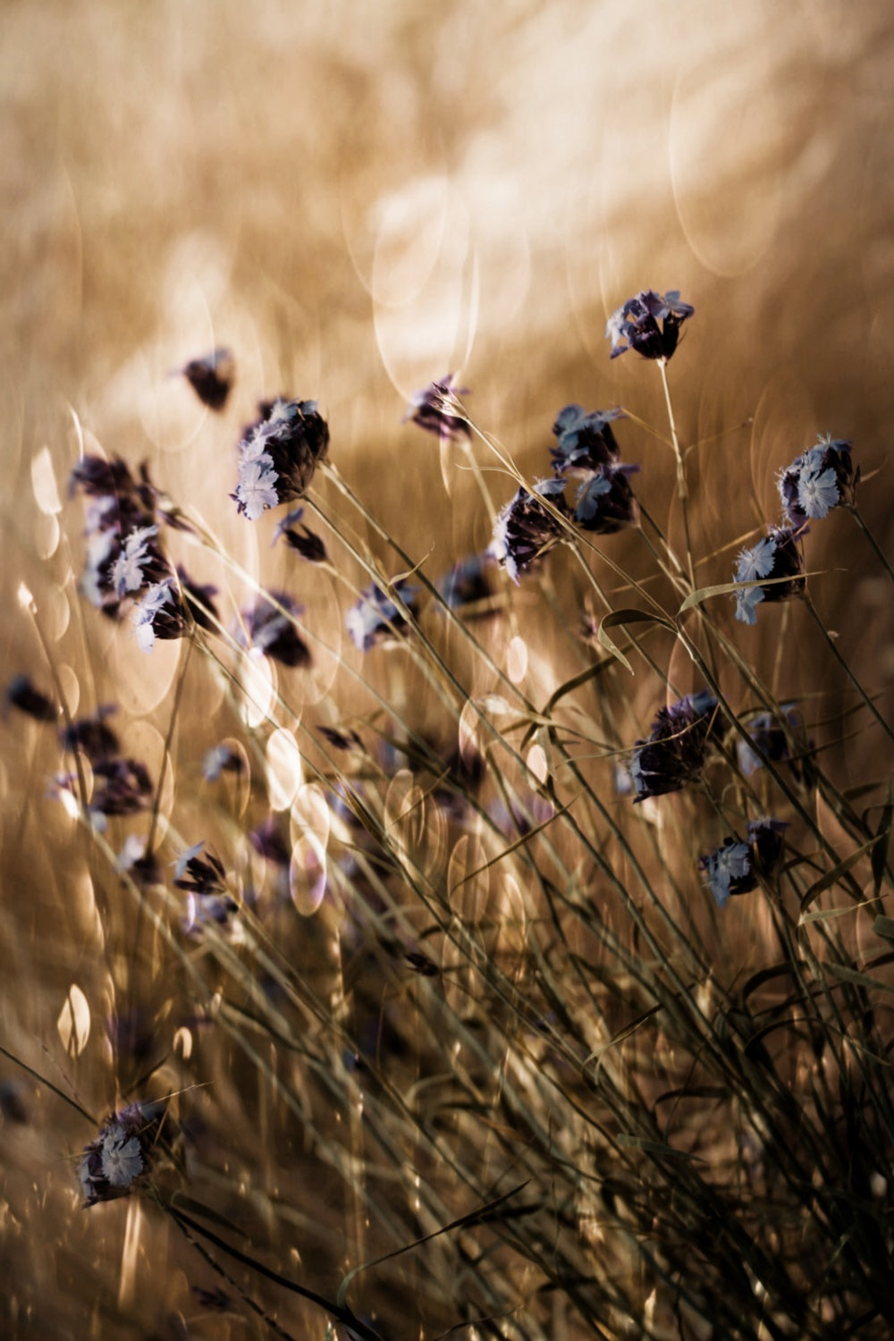 To Be Free in Light Poster och Canvastavla