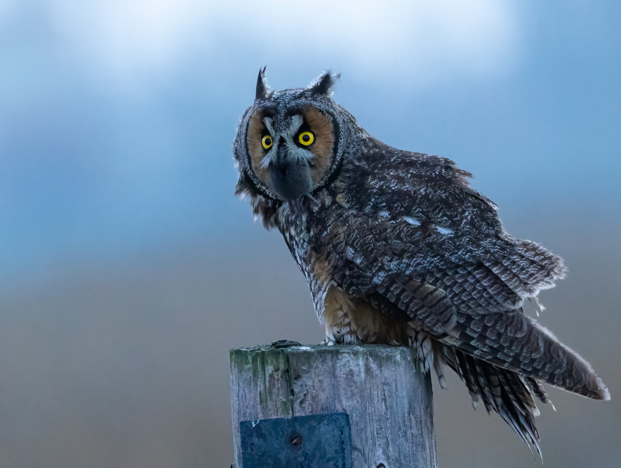Long ear owl Poster och Canvastavla
