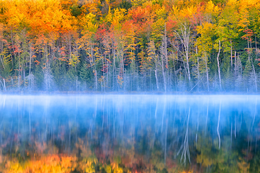Fall Color Poster och Canvastavla