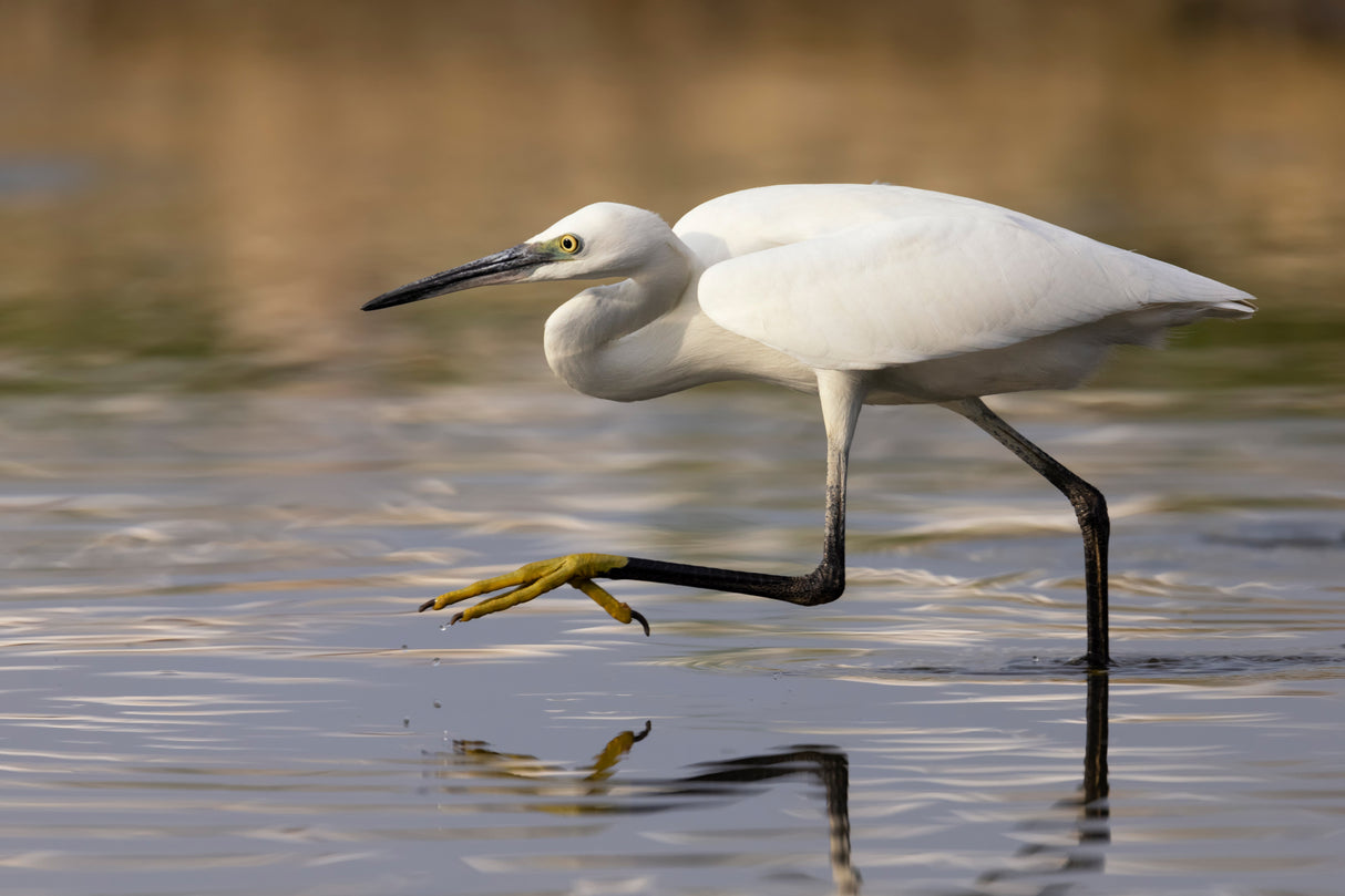 Little Egret Poster och Canvastavla