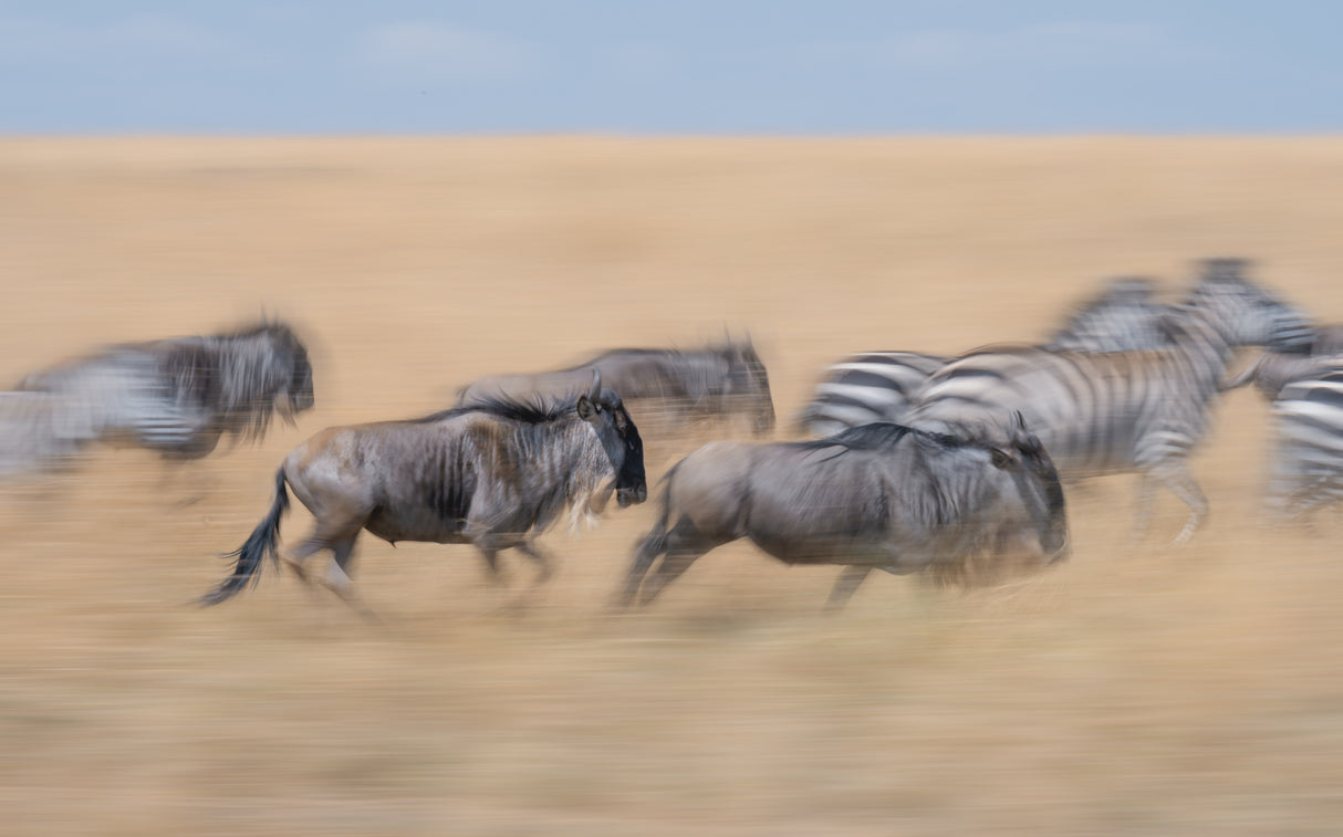 Racing in the savannah... Poster och Canvastavla