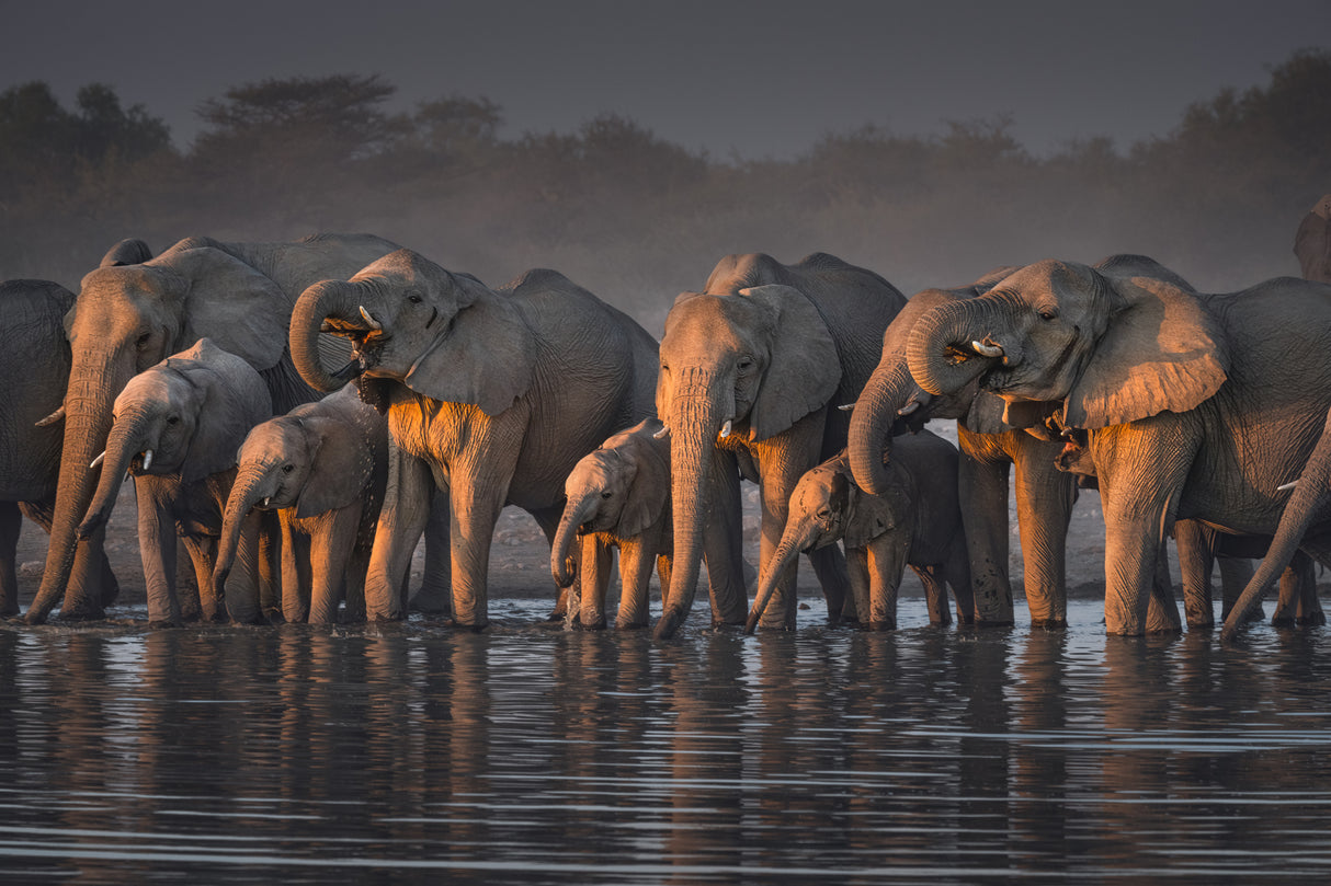 Elephants Poster och Canvastavla