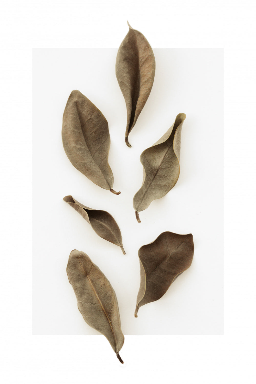 Dried Leaves_1 Poster och Canvastavla