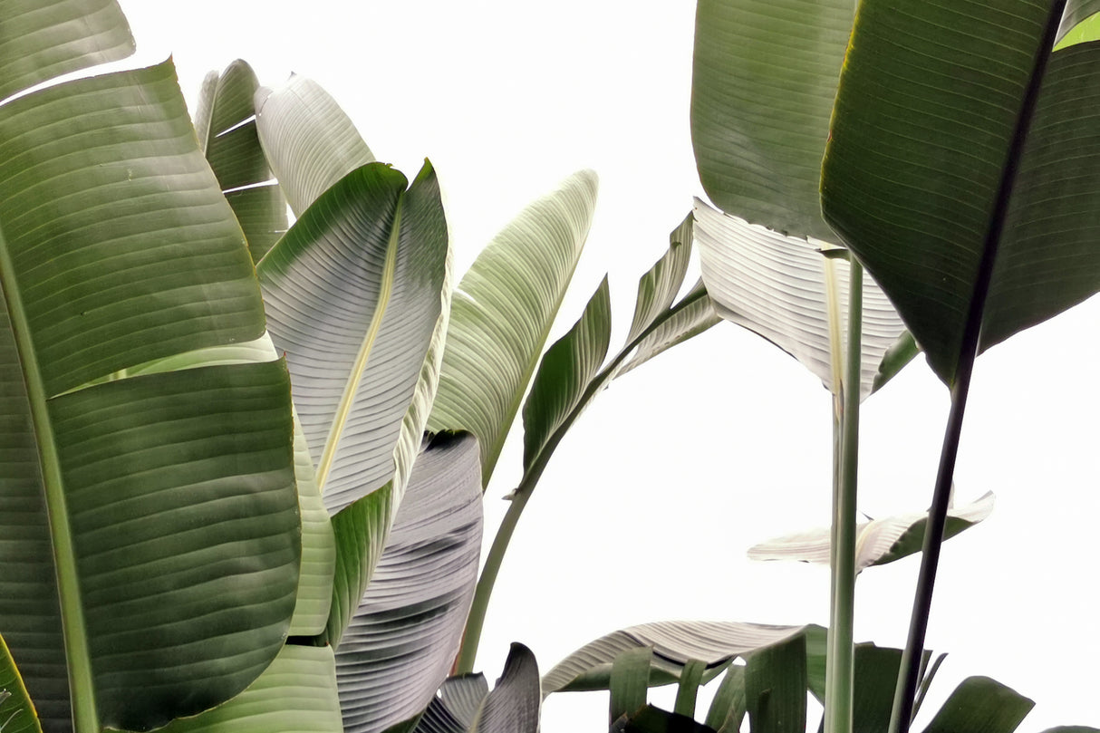Travellers Palm Leaves Foliage Photo 01 Poster och Canvastavla